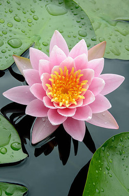 prev lotus,kamal gatta Seed(11 per packet)