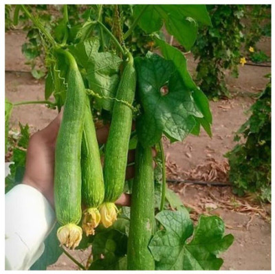 Quentova Sponge Gourd Vegetable Seeds-DLX-8T Seed(50 per packet)