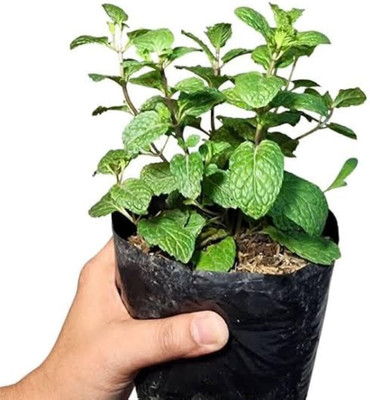 LPR PUDINA,MINT Seed(100 per packet)