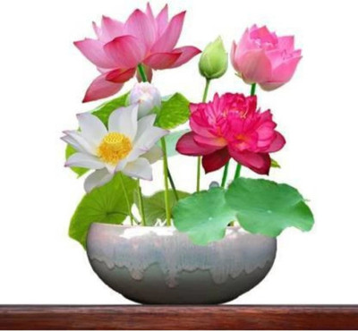 AFARTIOBINA Lotus seed Seed(20 per packet)