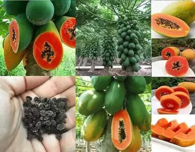 SRKR AGRO Papaya Seed, Pepe, Papita Hybird Seed(400 per packet)