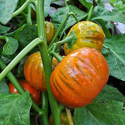VibeX ® VLR-667 Brinjal (Turkish Orange Seeds) Seed(200 per packet)