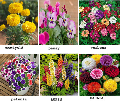 wequality Winter season 6 variety mix color hybrid flower seeds combo pack of 70 Seed(70 per packet)