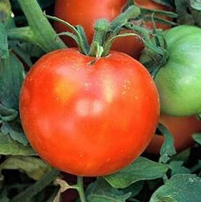 Biosnyg High Germination Marion Tomato Seeds for Terrace Gardening - (4000 Seeds) Seed(4000 per packet)