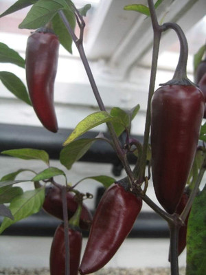 Biosnyg Organic Black Hungarian Chilli Seeds for Terrace Gardening-(2000 Seeds) Seed(2000 per packet)