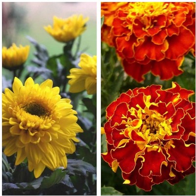 Aywal Chrysanthemum Yellow & Marigold French Flower Seed(15 per packet)