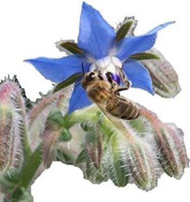 VibeX GBPUT-10 - Certified Organic Borage - (1350 Seeds) Seed(1350 per packet)