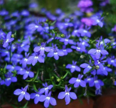 CYBEXIS XLR-74 - Mother of Creeping Thyme - (1350 Seeds) Seed(1350 per packet)