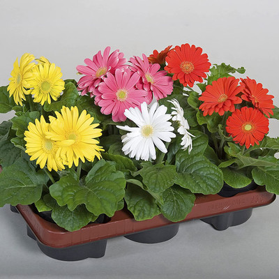 Aywal Exotic Gerbera Mix Flower Seed(90 per packet)