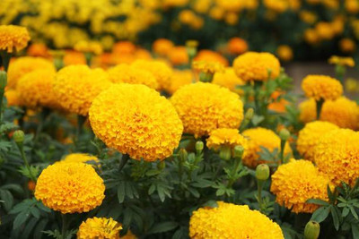 Click to buy marigold/gende ka phool flower seeds Seed(50 per packet)