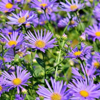 CYBEXIS Aster, Purple Dome-50 Seeds Seed(50 per packet)