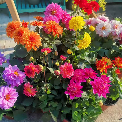 CYBEXIS LX-30 - Mix Dahlia Pompon Flower Mixed Color - (60 Seeds) Seed(60 per packet)