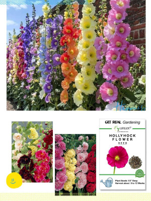 LIFELEX Hollyhock Flower Seed(37 per packet)