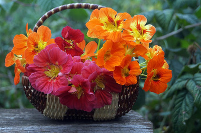 Aywal Nasturtium Dwarf Single Mixed Flower Seed(11 per packet)