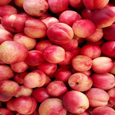 ACCELCROP Peach Fruit (Aadu) Fruit Seed(10 per packet)