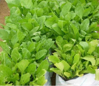 Oliver palak,spinach Seed(168 per packet)
