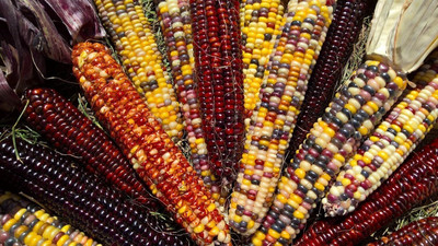 Qualtivate XLR-117 Indian Ornamental Count Corn Seeds Seed(500 per packet)