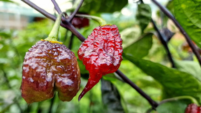 KNESSiN Non GMO Purple Reaper Chilli Seeds for Terrace Gardening-(1200 Seeds) Seed(1200 per packet)