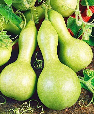 CYBEXIS LXI-22 - Smallfruit Bottle Gourd Vegetable - (900 Seeds) Seed(900 per packet)