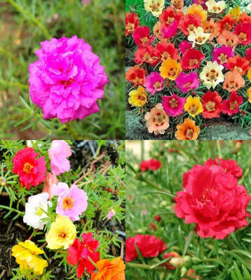 ibains Miss rose seed 69 Seed(69 per packet)