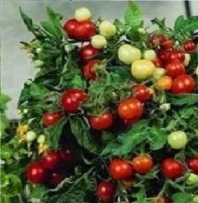 KNESSiN Tomato - Micro Tom[400 Seeds] Seed(400 per packet)