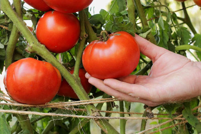 Biosnyg Fast Growing Season Starter Tomato Seeds for Home Gardening - (1000 Seeds) Seed(1000 per packet)