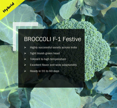 VibeX BROCCOLI F-1 Festive SEEDS(2500 Seeds) Seed(2500 per packet)