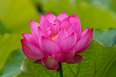 Kesariwala lotus,kamal gatta Seed(14 per packet)