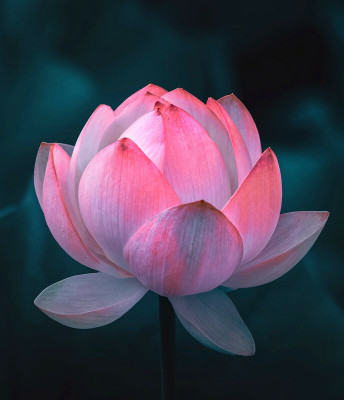 Cosmos Lotus (Kamal gatta) Seed(100 per packet)