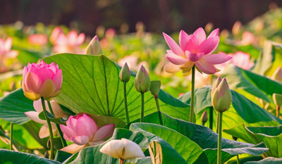 DEYS AGRO ™ pink lotus seeds,kamal flower seeds for all seasons Seed(10 per packet)