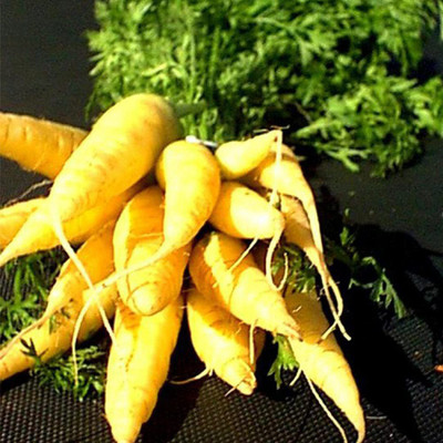 CYBEXIS Spanish Yellow Cream Carrot Seeds2000 Seeds Seed(2000 per packet)