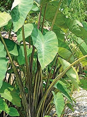 KANAYA Taro Root / Arbi / Dasheen / Eddoes Vegetable Bulbs Home Outdoor Gardening Bulbs Seed(1 per packet)