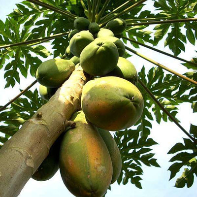 ibains Desi papaya seeds Seed(290 per packet)