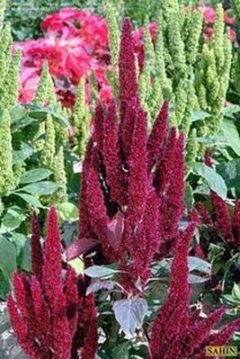 KANAYA Amaranthus Seed(70 per packet)