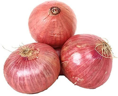 WILLVINE VNR -XI Purple Onion Hybrid Seeds [50g] Seed(30000 per packet)