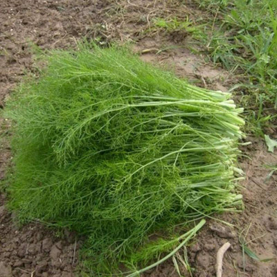 CYBEXIS Heirloom Fennel Seeds Spring Sowing Wonderful700 Seeds Seed(700 per packet)