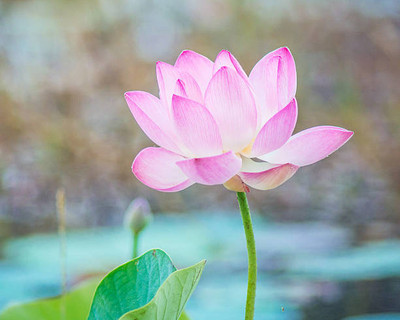 Digibusy lotus,kamal gatta Seed(11 per packet)