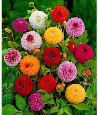 ibains Dahlia flower mixed seeds pack of 10 Seed(10 per packet)