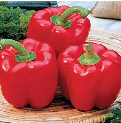 CYBEXIS XLL-18 - Capsicum/bellpepper Red Wonder - (150 Seeds) Seed(150 per packet)