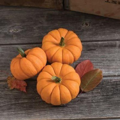 VibeX ® RXI-665 Pumpkin Mini Jill Be Little 8977 (Orange) Seed(50 per packet)