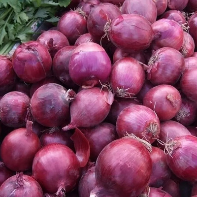 Quentova Nashik (नाशिक) Onion Red-SNIG-5G Seed(250 per packet)