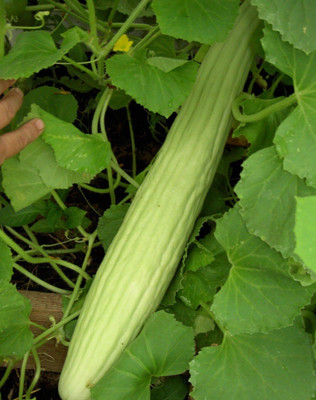 Qualtivate PUAS-5A Rare Cucumber Armenian Long Seed(300 per packet)