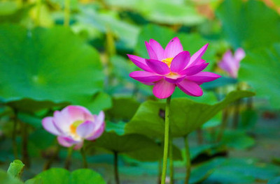 Herbocure lotus,kamal gatta Seed(15 per packet)