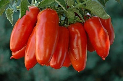 CYBEXIS Tomato Seeds SAN MARZANO Resistant to Diseases 2000 Seeds Seed(2000 per packet)