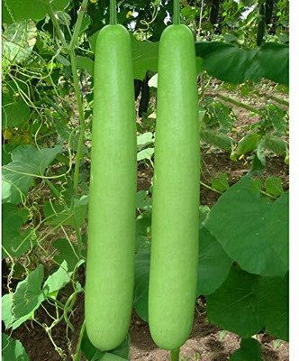 Qualtivate PUA-2A F1 Hybrid Bottle Gourd Long Seeds Seed(50 per packet)