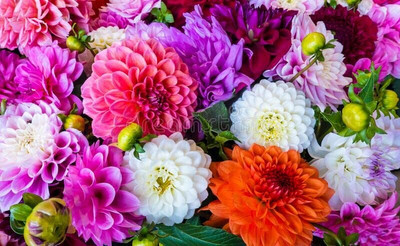 Epazo Hybrid mulitcolour dahlia Seed(34 per packet)