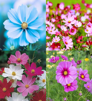 ibains Cosmos seeds multicolor biij 19 Seed(19 per packet)