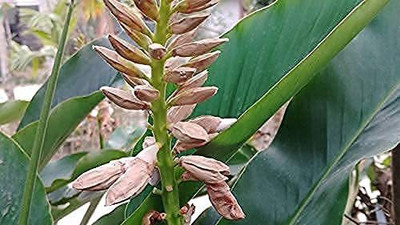 CYBEXIS VXI-36 - Green Cardamom Choti Elaichi - (180 Seeds) Seed(180 per packet)