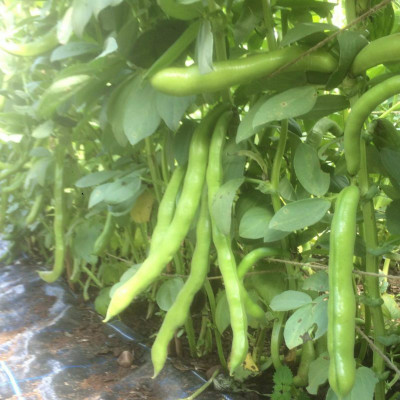 Avysa Organic Bakla/Broad Beans Vegetable Seed(25 per packet)