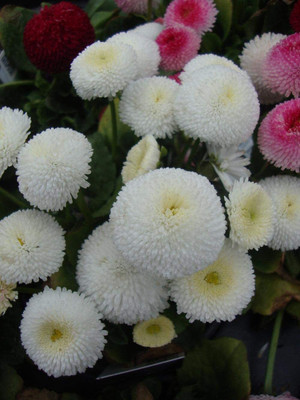 CYBEXIS XLL-86 - Giant White Daisy - (60 Seeds) Seed(60 per packet)